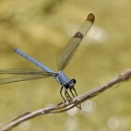 Blaue Orientjungfer (Epallage fatime)