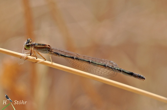 Große Pechlibelle (Ischnura elegans)