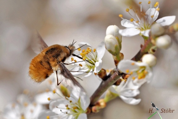 Großer Wollschweber (Bombylius major)