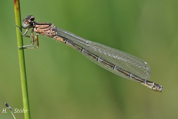 Vogel-Azurjungfer (Coenagrion ornatum)