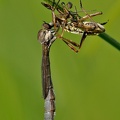 Gemeine Schlankfliege (Leptogaster cylindrica)