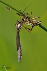 Gemeine Schlankfliege (Leptogaster cylindrica)