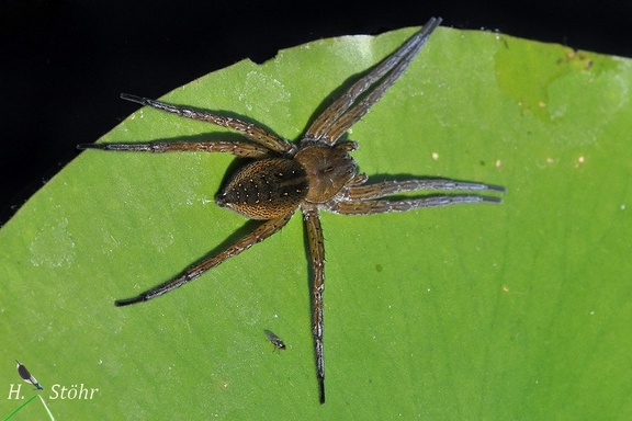 Gerandete Wasserspinne (Dolomedes plantarius)