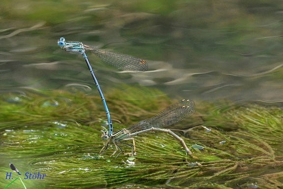 Blaue Federlibelle (Platycnemis pennipes)