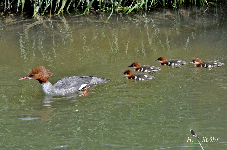 Gänsesäger - Goosander (Mergus merganser)
Weibchen mit Jungvögeln - Female with Fledglings
Foto: Henrik Stöhr
Ort: Dasing
Kamera: Nikon D90, 180mm 1:3,5 Macro (Tamron)
Gänsesäger (Mergus merganser).jpg