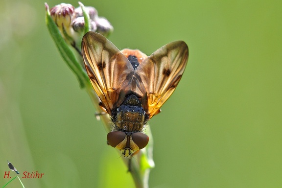 Breitflügelige Raupenfliege (Ectophasia crassipennis)