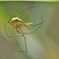 Gemeine Streckerspinne (Tetragnatha extensa)