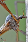 Riesenschnake (Tipula maxima)