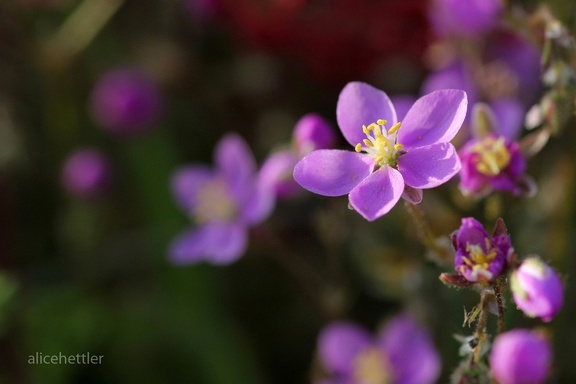 Rote Schuppenmiere (Spergularia rubra)