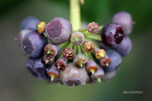 Gemeiner Efeu (Hedera helix)