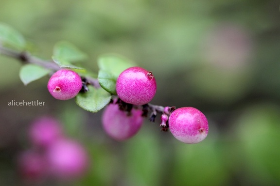 Niedrige Purpurbeere (Symphoricarpos x chenaultii)