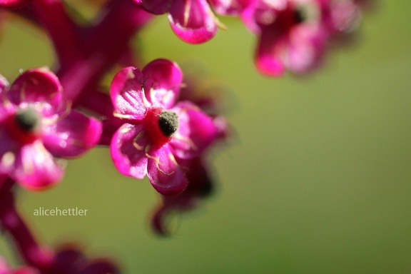 Amerikanische Kermesbeere (Phytolacca americana)