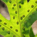 Farn (Microsorum scolopendria)
