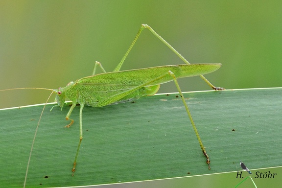 Gemeine Sichelschrecke (Phaneroptera falcata)