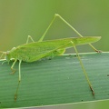 Gemeine Sichelschrecke (Phaneroptera falcata)