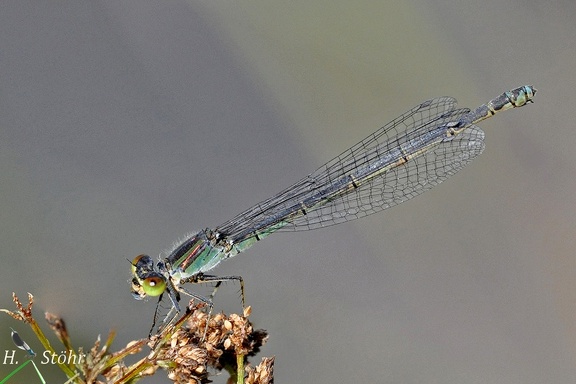 Kleines Granatauge (Erythromma viridulum)