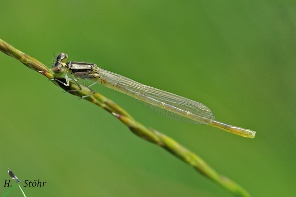 Gabel-Azurjungfer (Coenagrion scitulum)