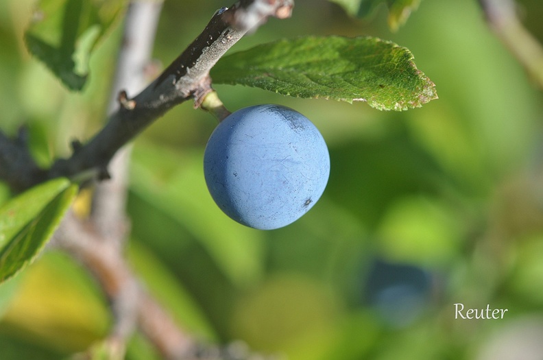Prunus spinosa.jpg