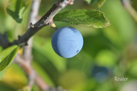 Schlehe (Prunus spinosa)