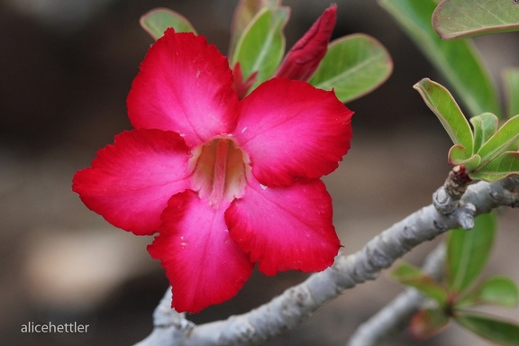 Wüstenrose (Adenium obesum)