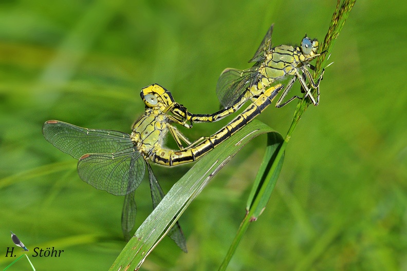 Gomphus pulchellus.jpg