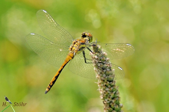 Schwarze Heidelibelle (Sympetrum danae)