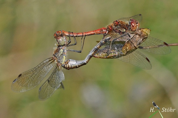 Große Heidelibelle (Sympetrum striolatum)