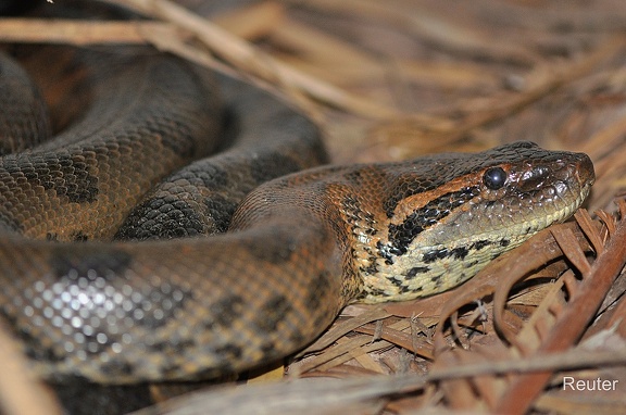 Große Anakonda (Eunectes murinus)