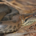 Große Anakonda (Eunectes murinus)