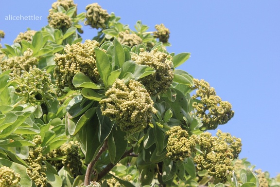 Samtblatt (Heliotropium foertherianum)