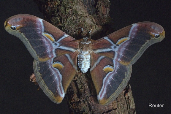 Götterbaum-Spinner (Samia cynthia ricini)