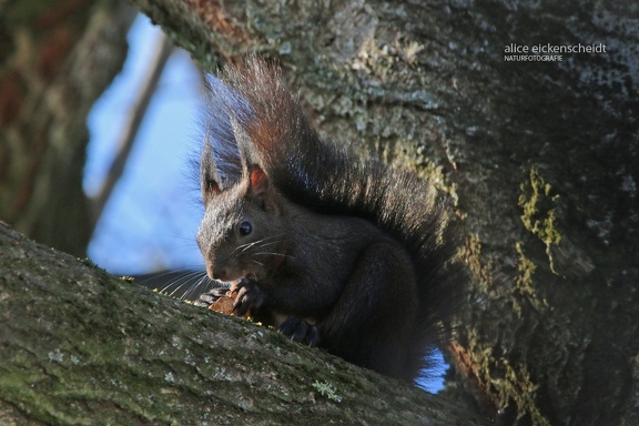 Eichhörnchen (Sciurus vulgaris)