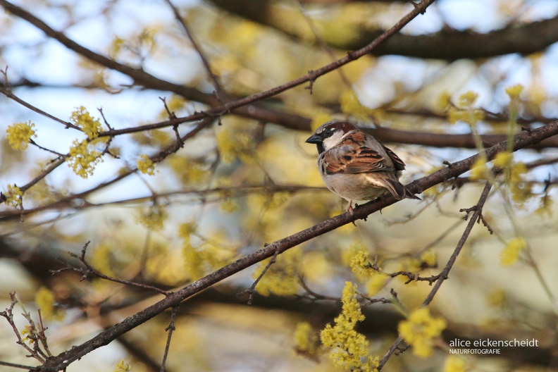 Haussperling - house sparrow (Passer domesticus) .jpg