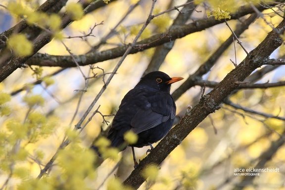 Amsel (Turdus merula)