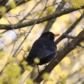 Amsel (Turdus merula)