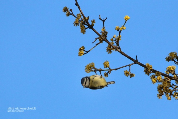 Blaumeise (Cyanistes caeruleus)