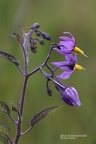 Bittersüßer Nachtschatten (Solanum dulcamara)