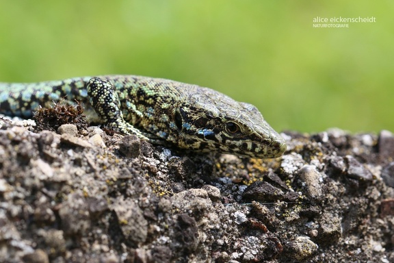 Mauereidechse (Podarcis muralis) 