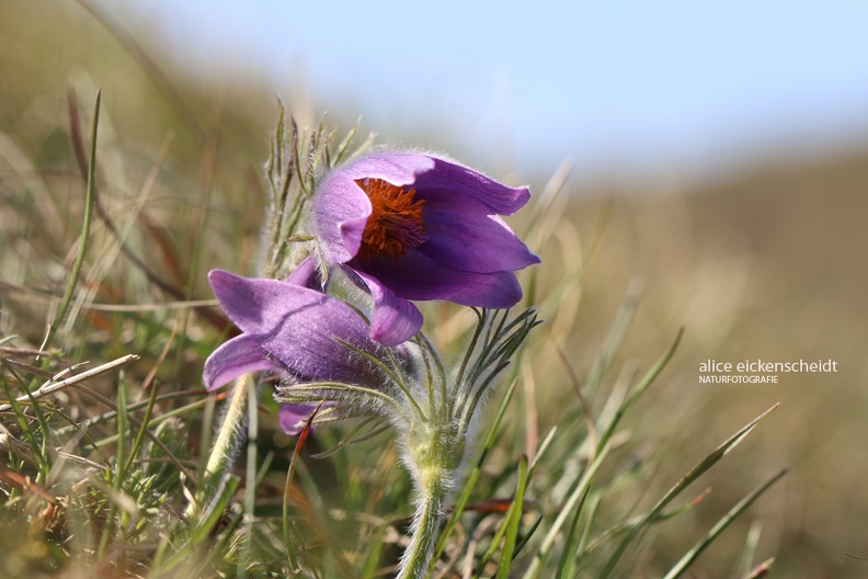 Gewöhnliche Kuhschelle (Pulsatilla vulgaris)