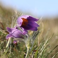 Gewöhnliche Kuhschelle (Pulsatilla vulgaris)