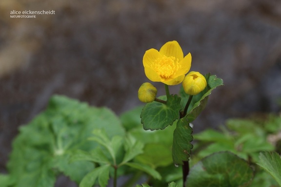 Sumpfdotterblume (Caltha palustris)