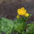 Sumpfdotterblume (Caltha palustris)