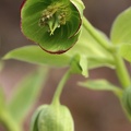 Stinkende Nieswurz (Helleborus foetidus)