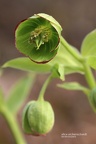 Stinkende Nieswurz (Helleborus foetidus)