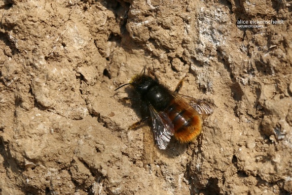 Gehörnte Mauerbiene (Osmia cornuta)