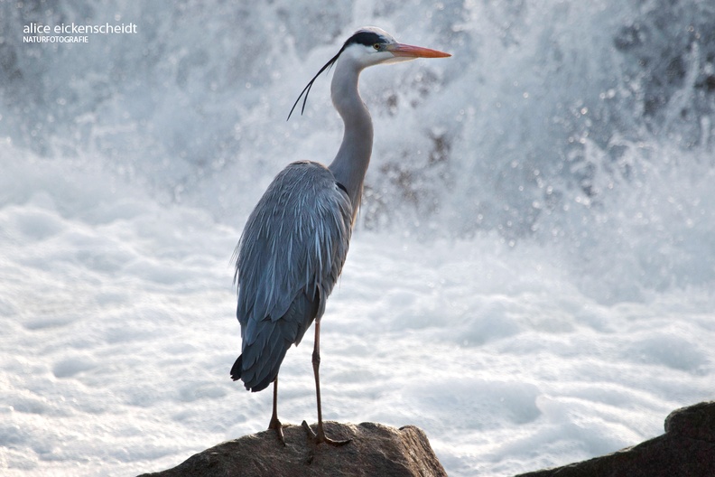 Graureiher (Ardea cinerea)