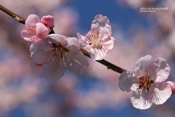 Mandelbaum (Prunus dulcis)