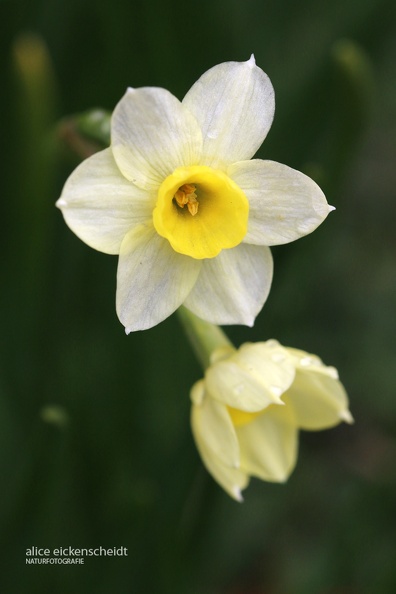 Tazette - (Narcissus tazetta) Schelingen.JPG