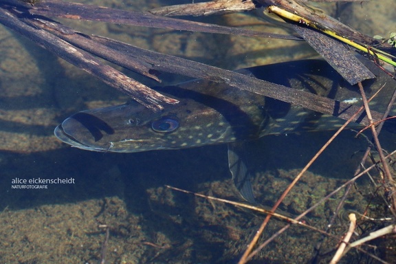 Hecht (Esox lucius)