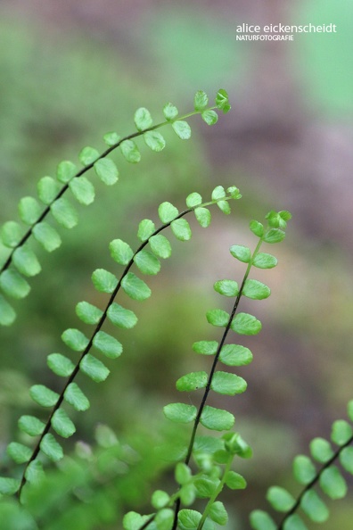 Braunstieliger Streifenfarn (Asplenium trchomanes).JPG